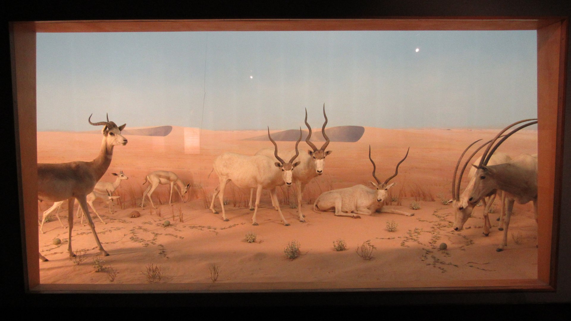 Borkou Desert Diorama
