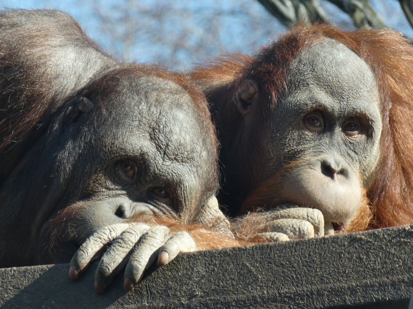 Bornean and Sumatran Orang-utans