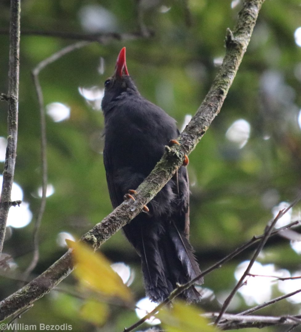 Bornean Bald Laughingthrush - Mount Kinabalu