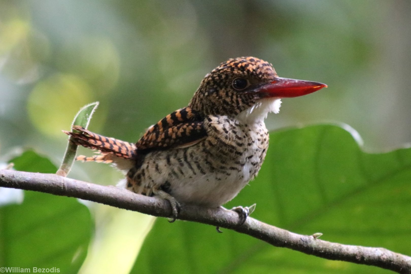 Bornean Banded Kingfisher - Sepilok