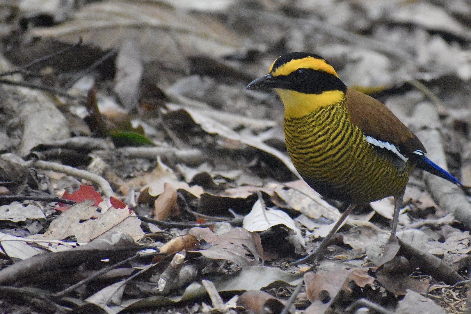 Bornean banded pitta - (Trus Madi Conservation Area, Sabah)
