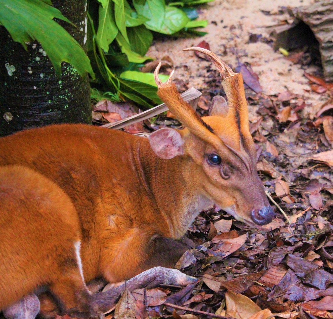 Bornean Barking Deer (M. m. pleicharicus)- Stag