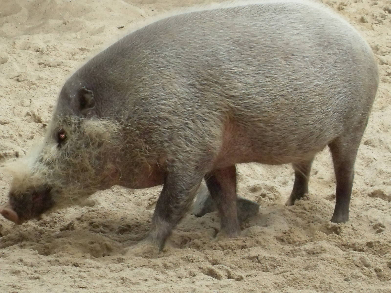 bornean bearded pig 030910