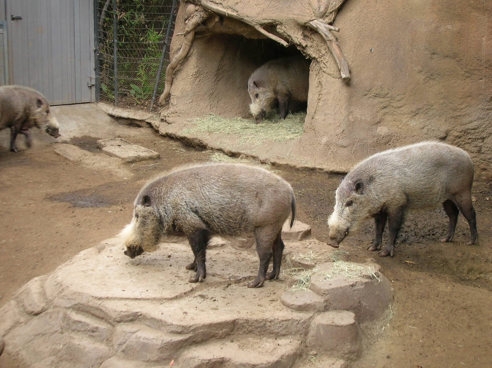 Bornean Bearded Pig 1-21-09