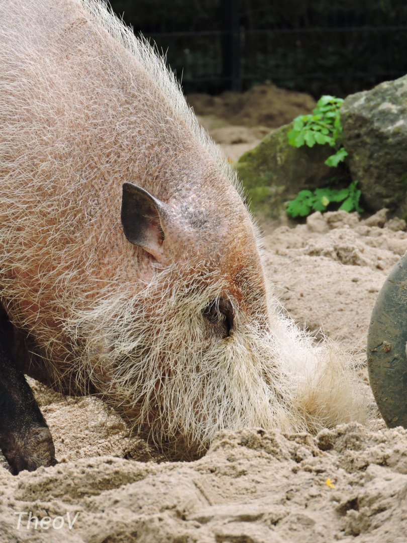 Bornean bearded pig [2017]