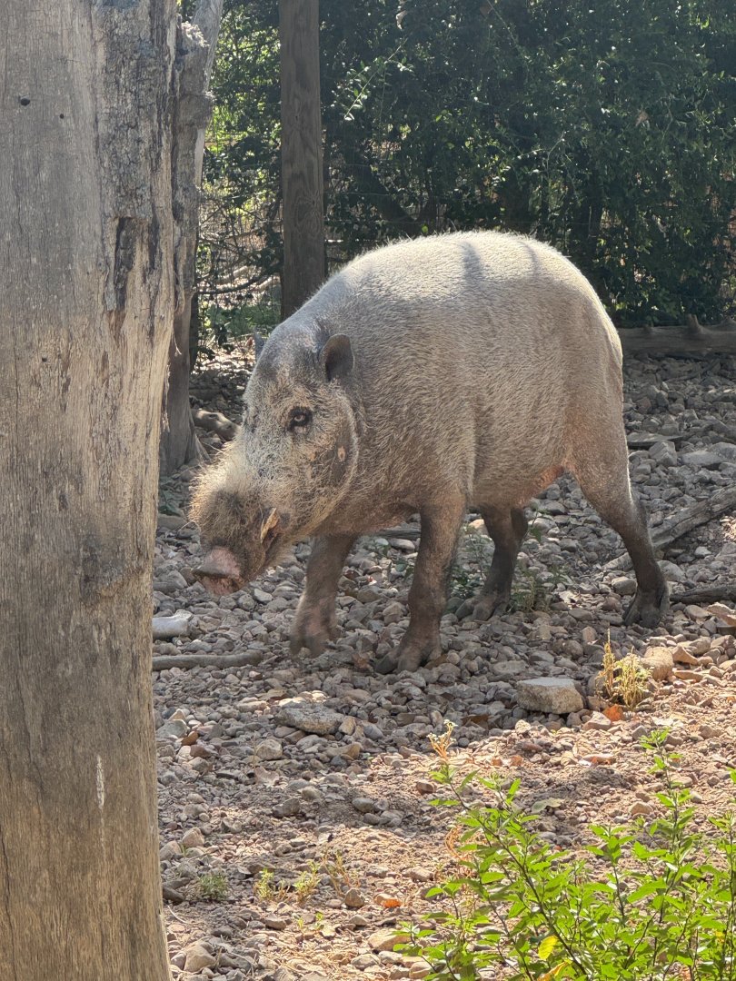 Bornean Bearded Pig (7/3/24)