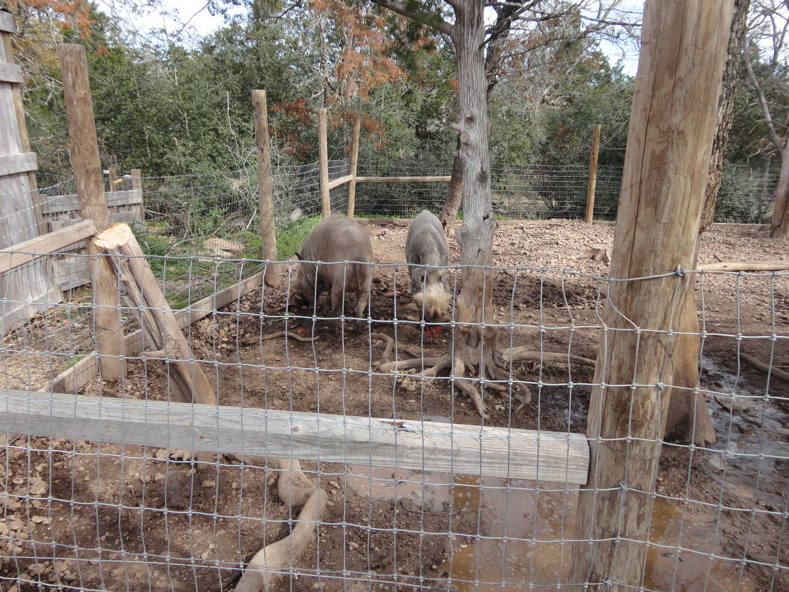 Bornean Bearded Pig and Eurasian Wild Boar.