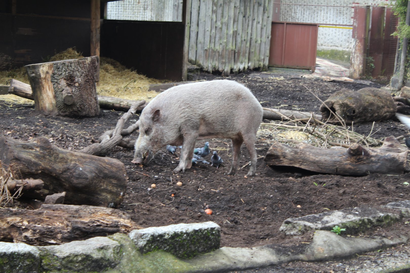 Bornean Bearded Pig (and some pigeons...)