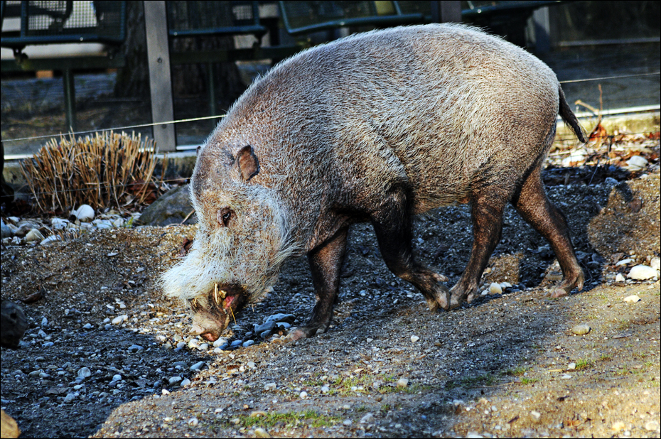Bornean bearded pig at Hellabrunn