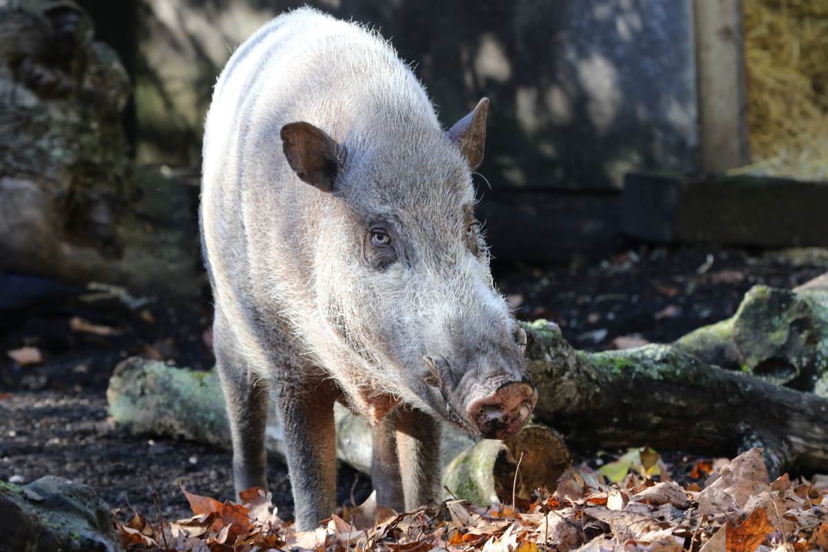 Bornean Bearded Pig at ZSL London Zoo 2/11/2018