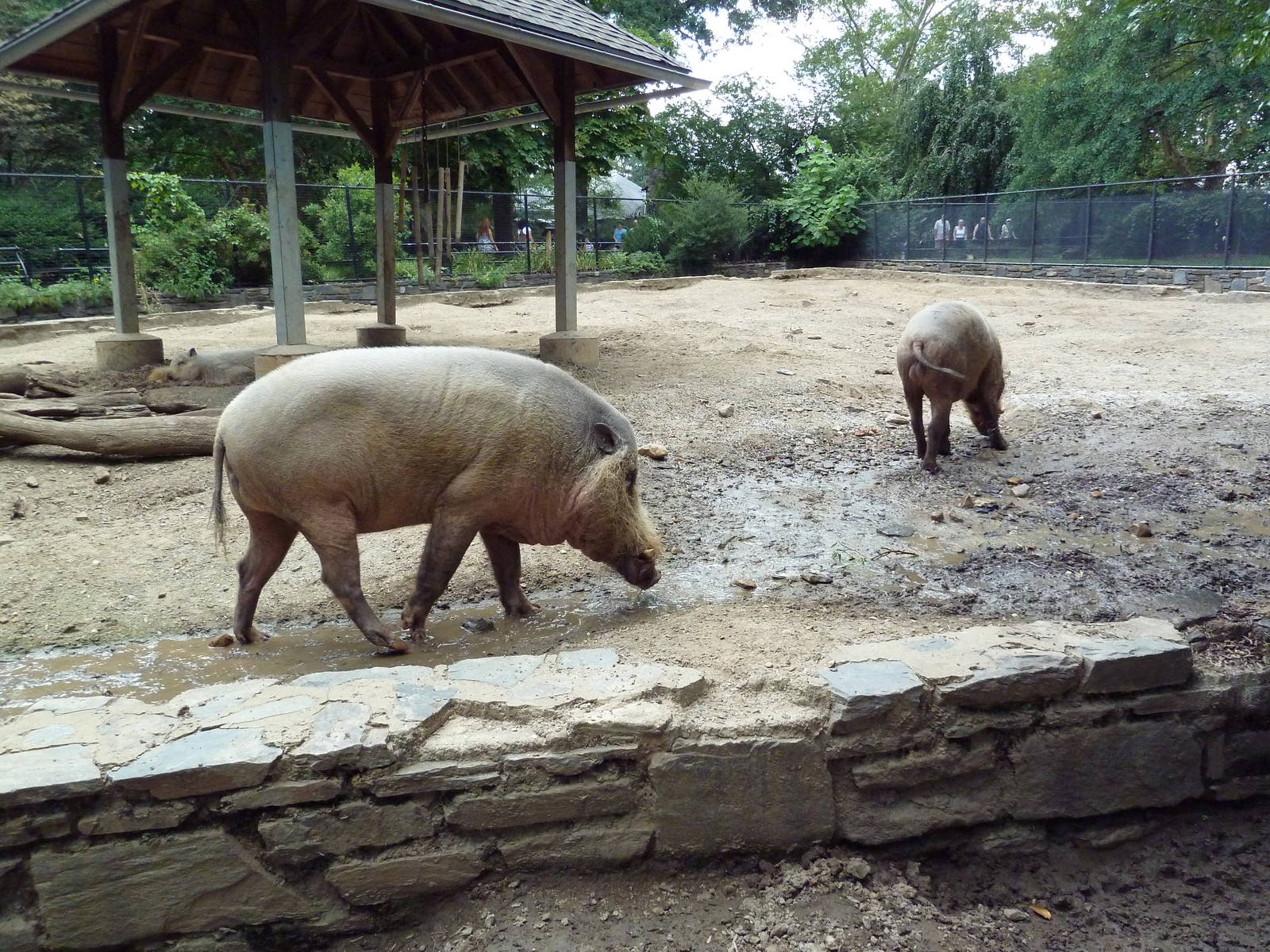 Bornean Bearded Pig Exhibit