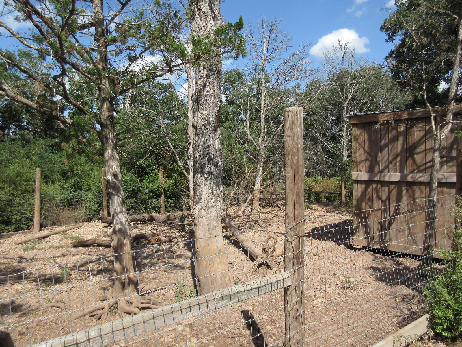 Bornean Bearded Pig Exhibit