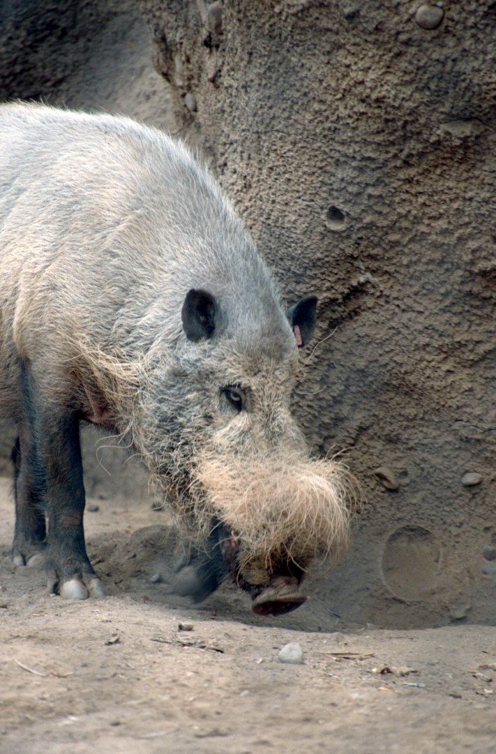 Bornean bearded pig (July 1994)
