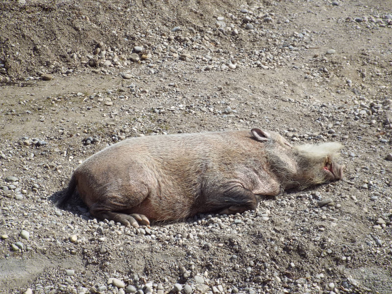 Bornean Bearded Pig (Sus barbatus barbatus) at Tierpark Hellabrunn - April
