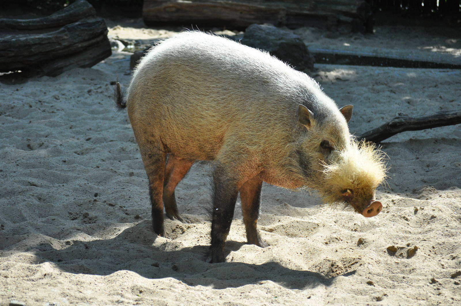Bornean bearded pig (Sus barbatus barbatus)