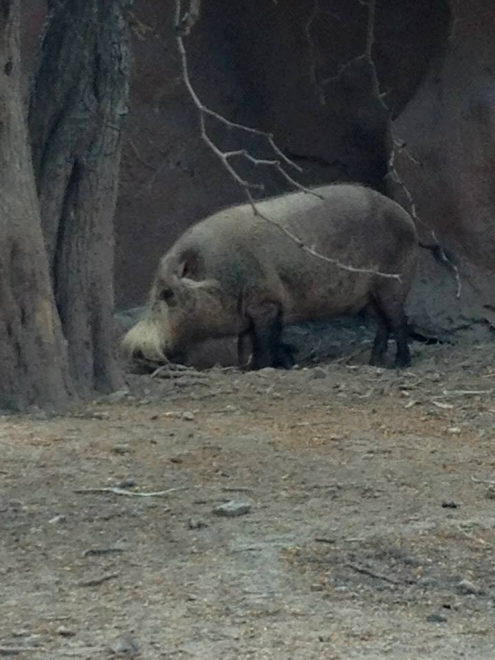Bornean bearded pig (Sus barbatus barbatus)