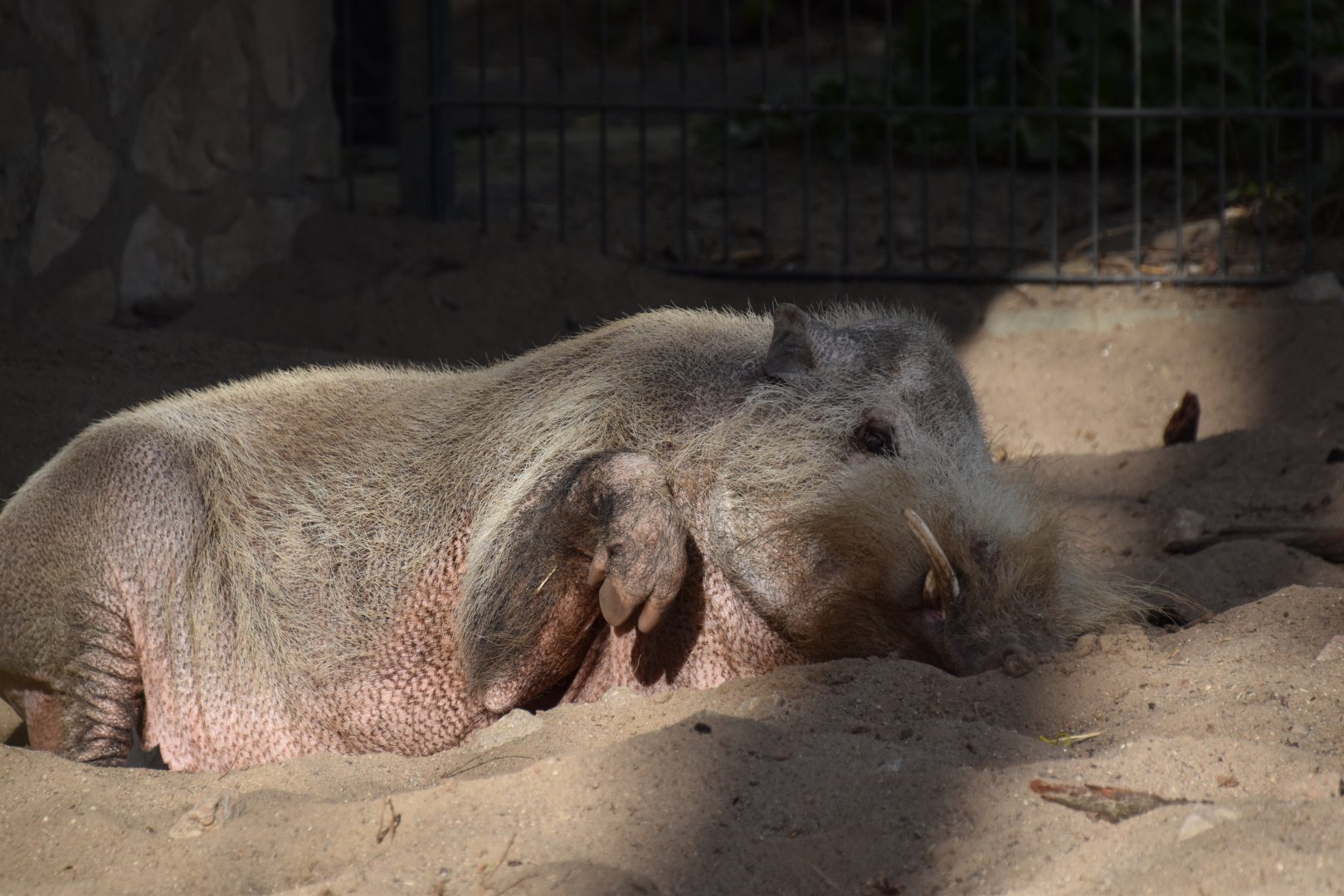 Bornean bearded pig (Sus barbatus barbatus)