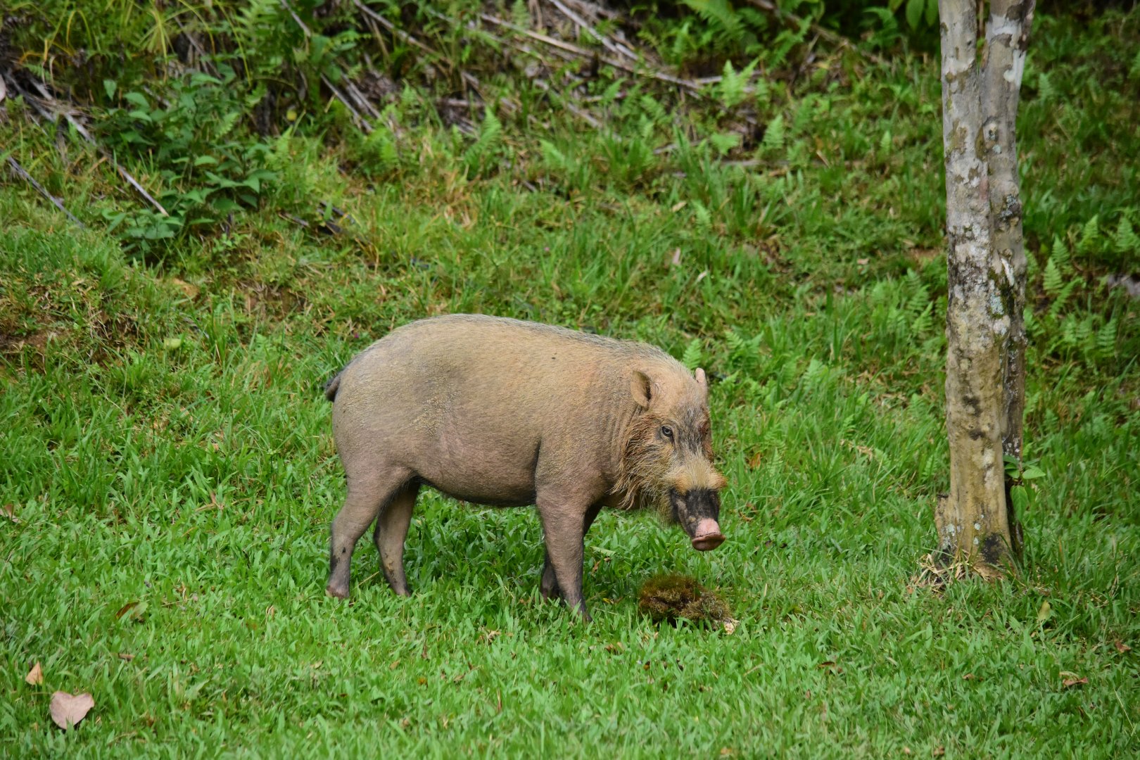Bornean bearded pig (Sus barbatus) - Danum Valley