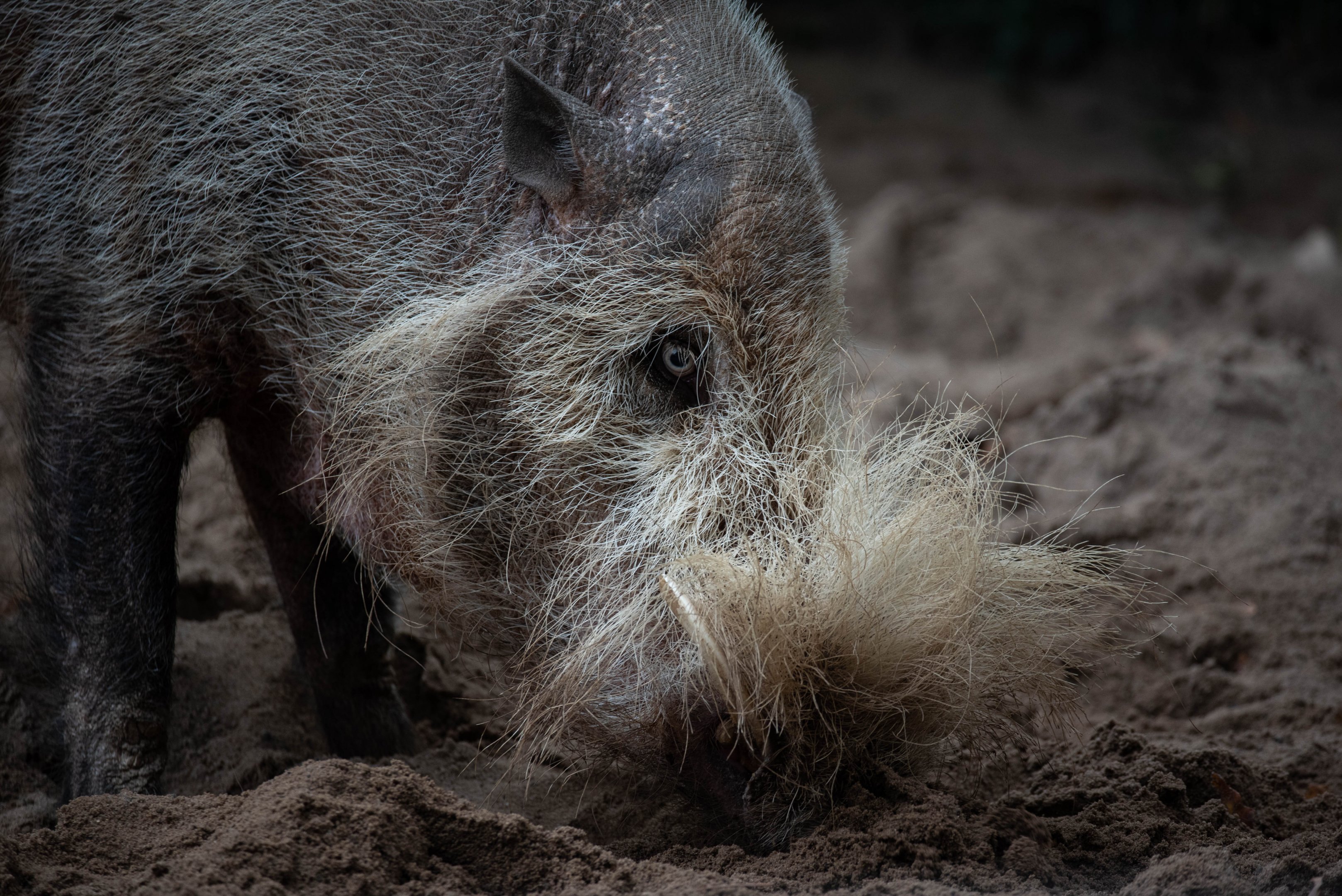 Bornean bearded pig - Sus barbatus