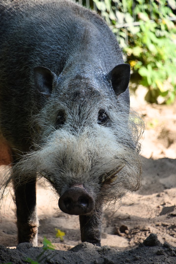 Bornean bearded pig, Sus barbatus