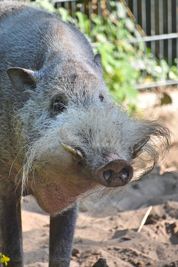 Bornean bearded pig, Sus barbatus