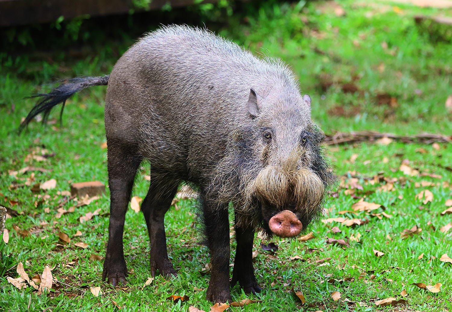 Bornean bearded pig (Sus barbatus)