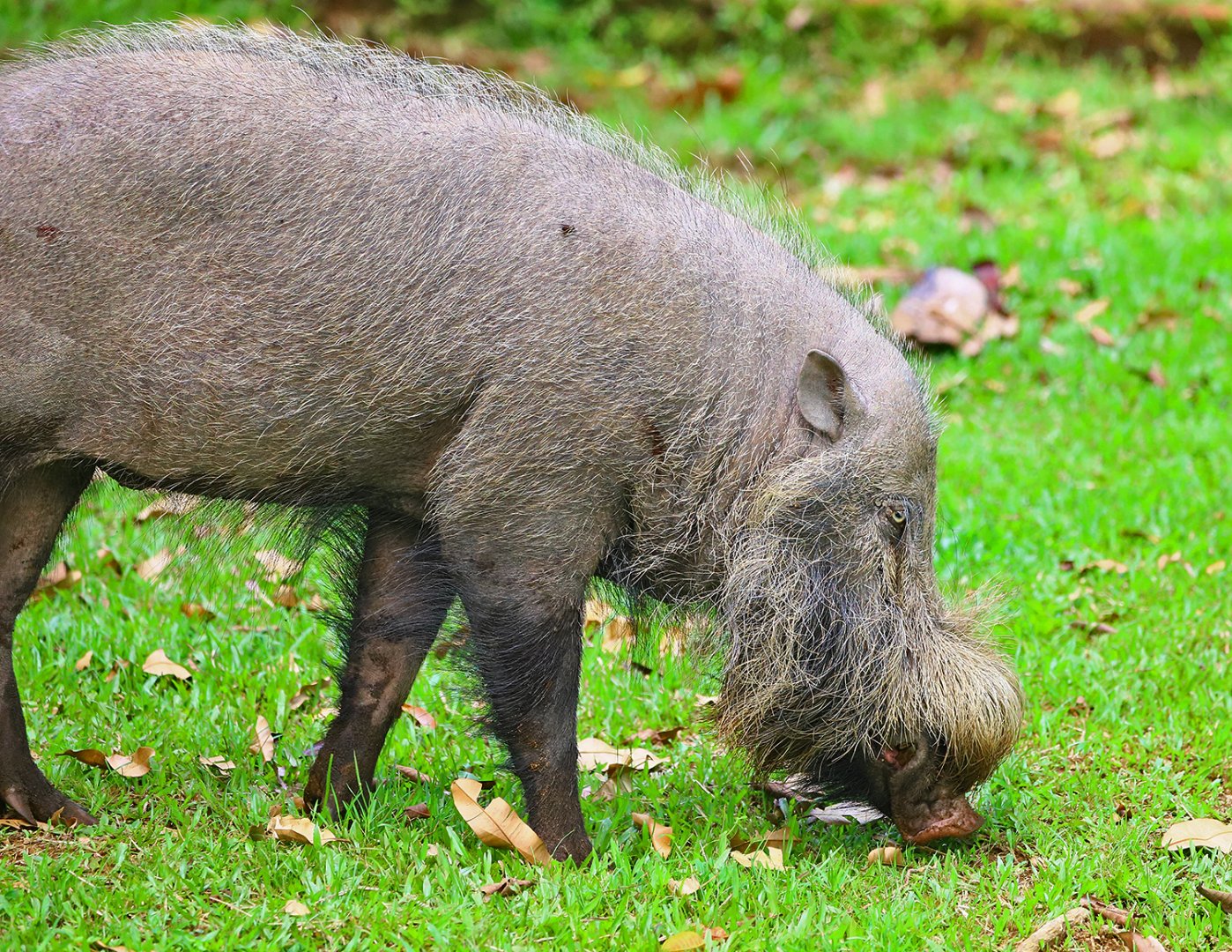 Bornean bearded pig (Sus barbatus)