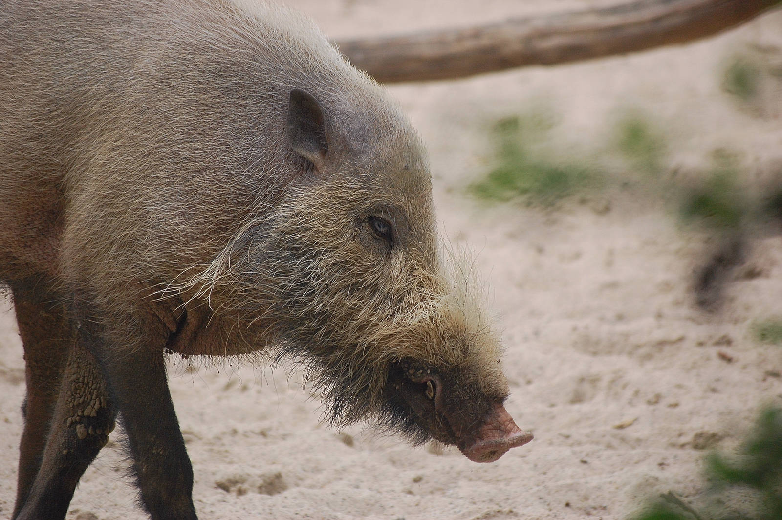 Bornean bearded pig