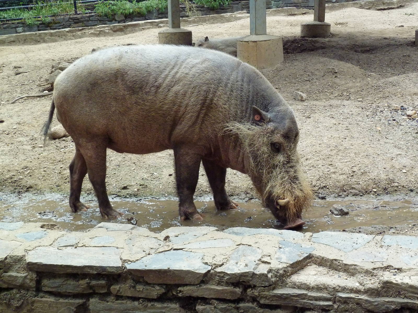Bornean Bearded Pig