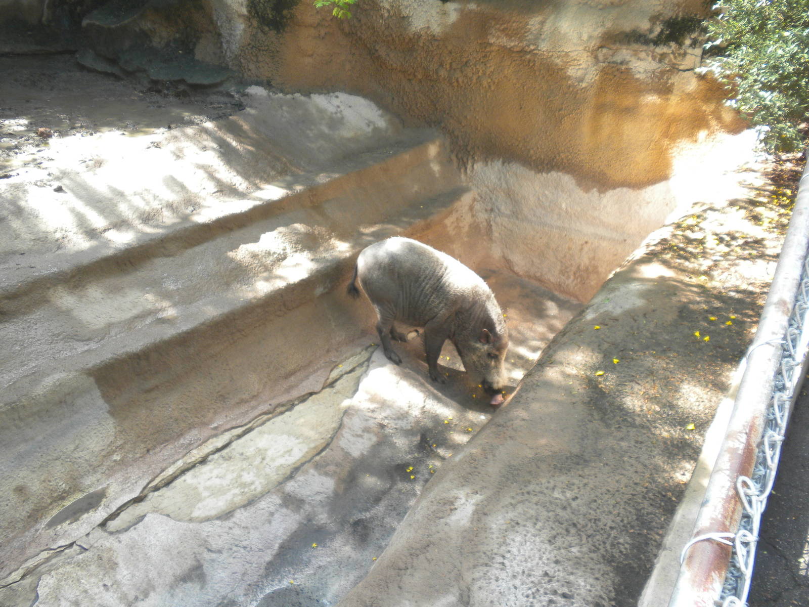 Bornean Bearded Pig