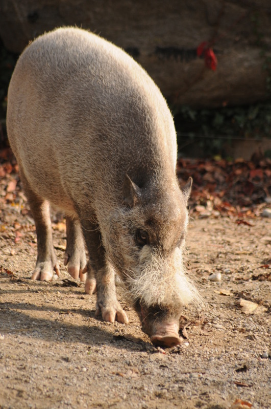Bornean bearded pig