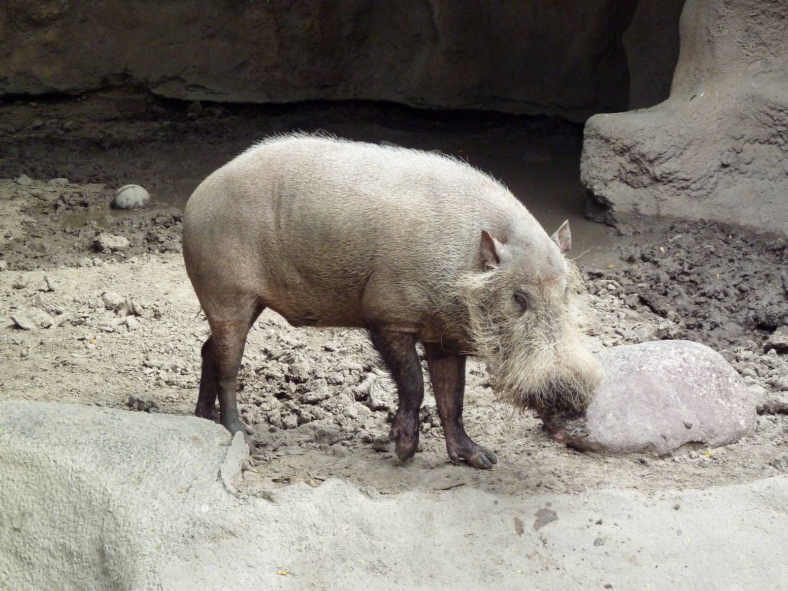Bornean Bearded Pig