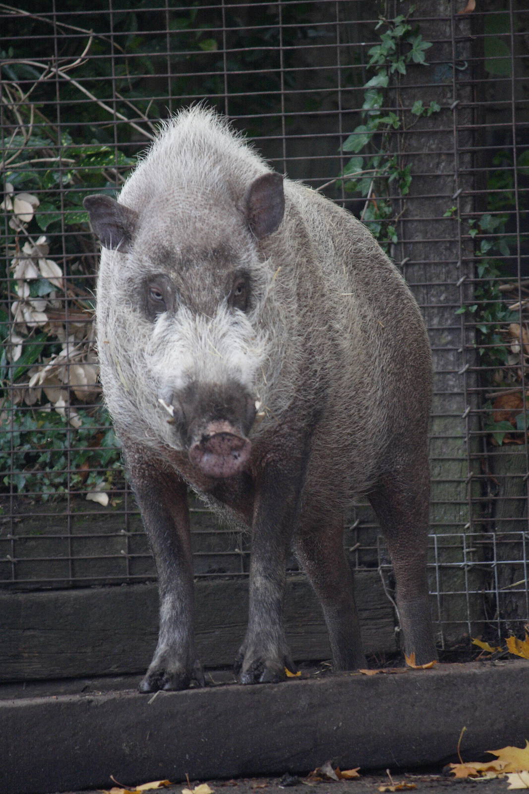 Bornean bearded pig