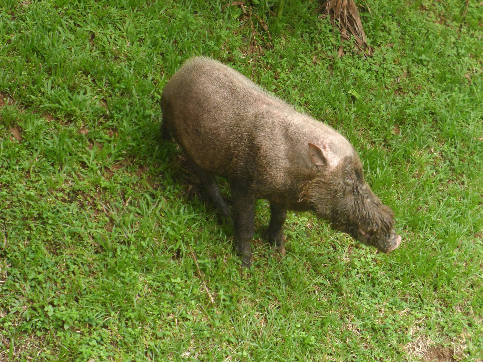 Bornean Bearded Pig