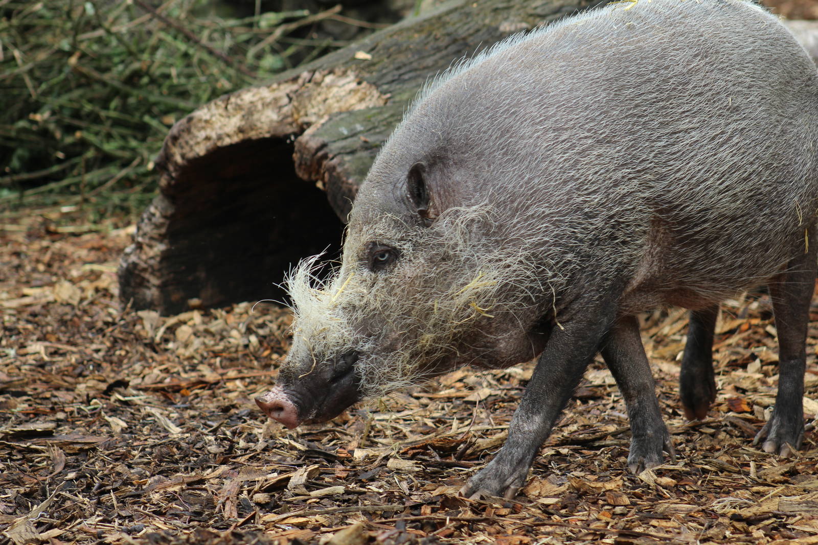 Bornean Bearded Pig