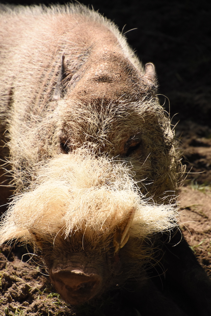 Bornean bearded pig