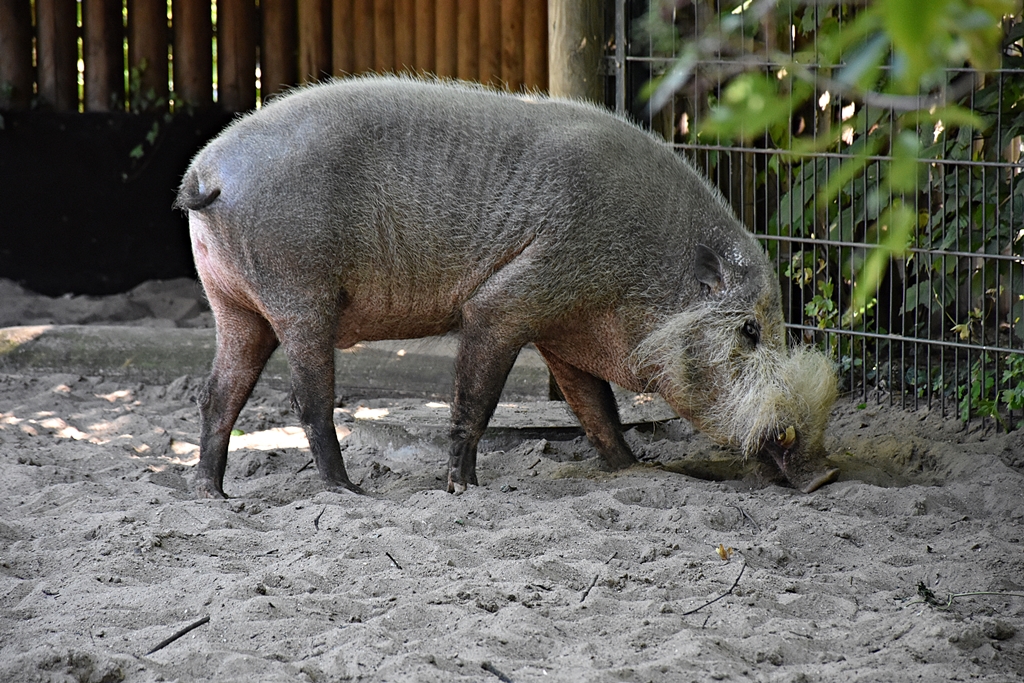 Bornean bearded pig