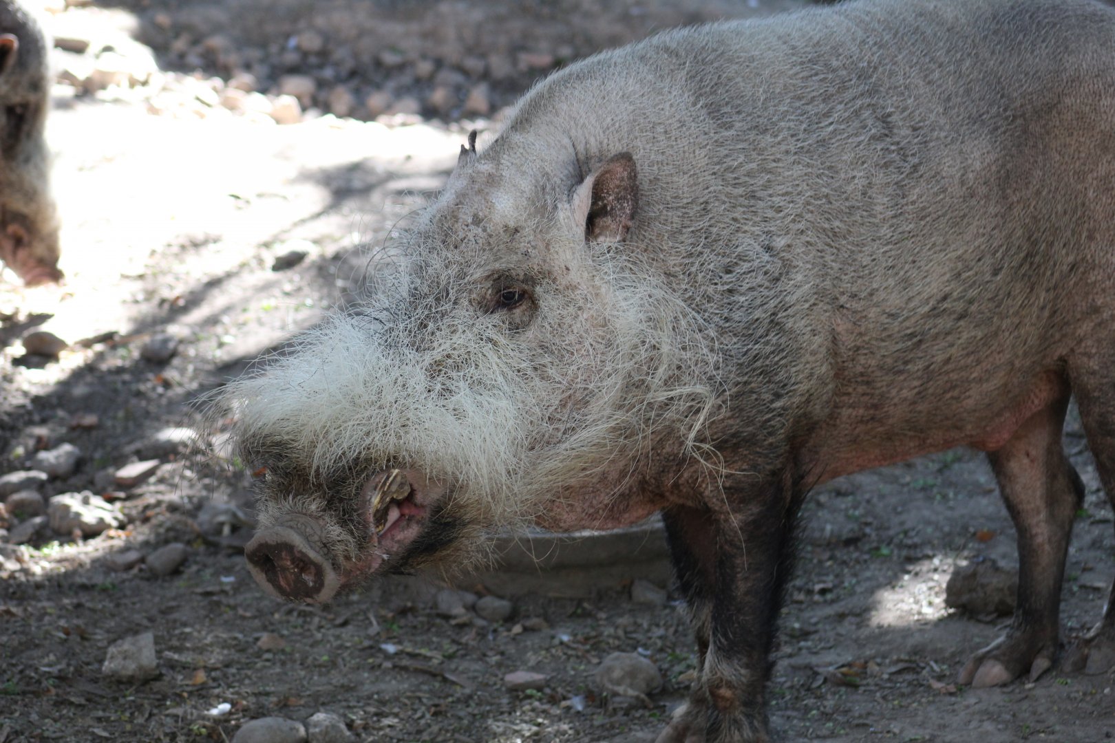 Bornean Bearded Pig