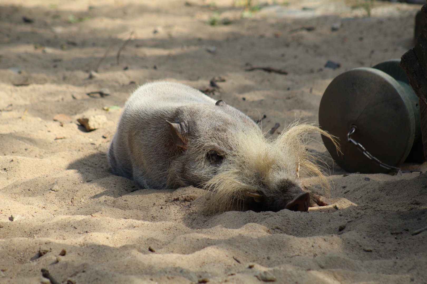 Bornean Bearded Pig