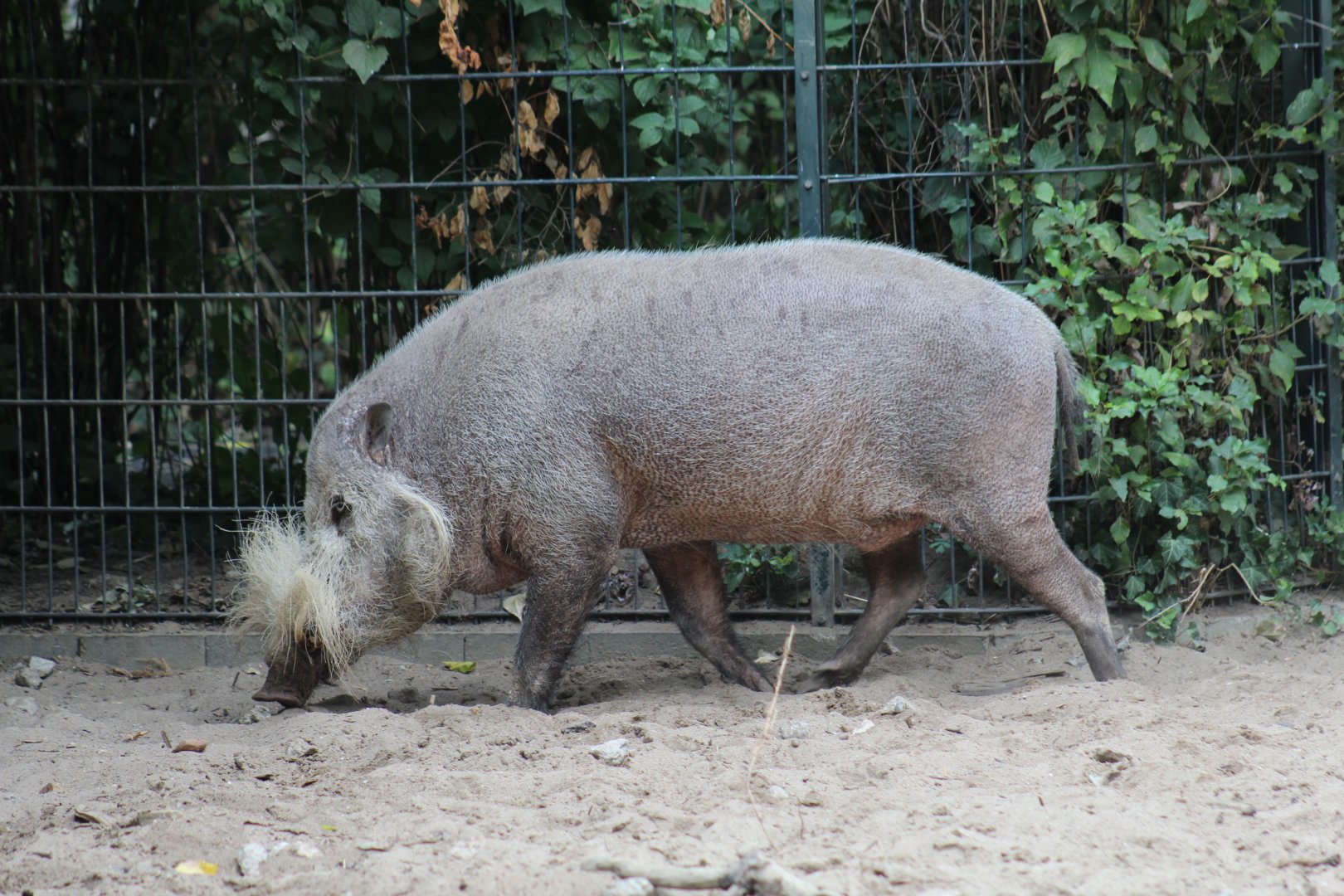 Bornean Bearded Pig