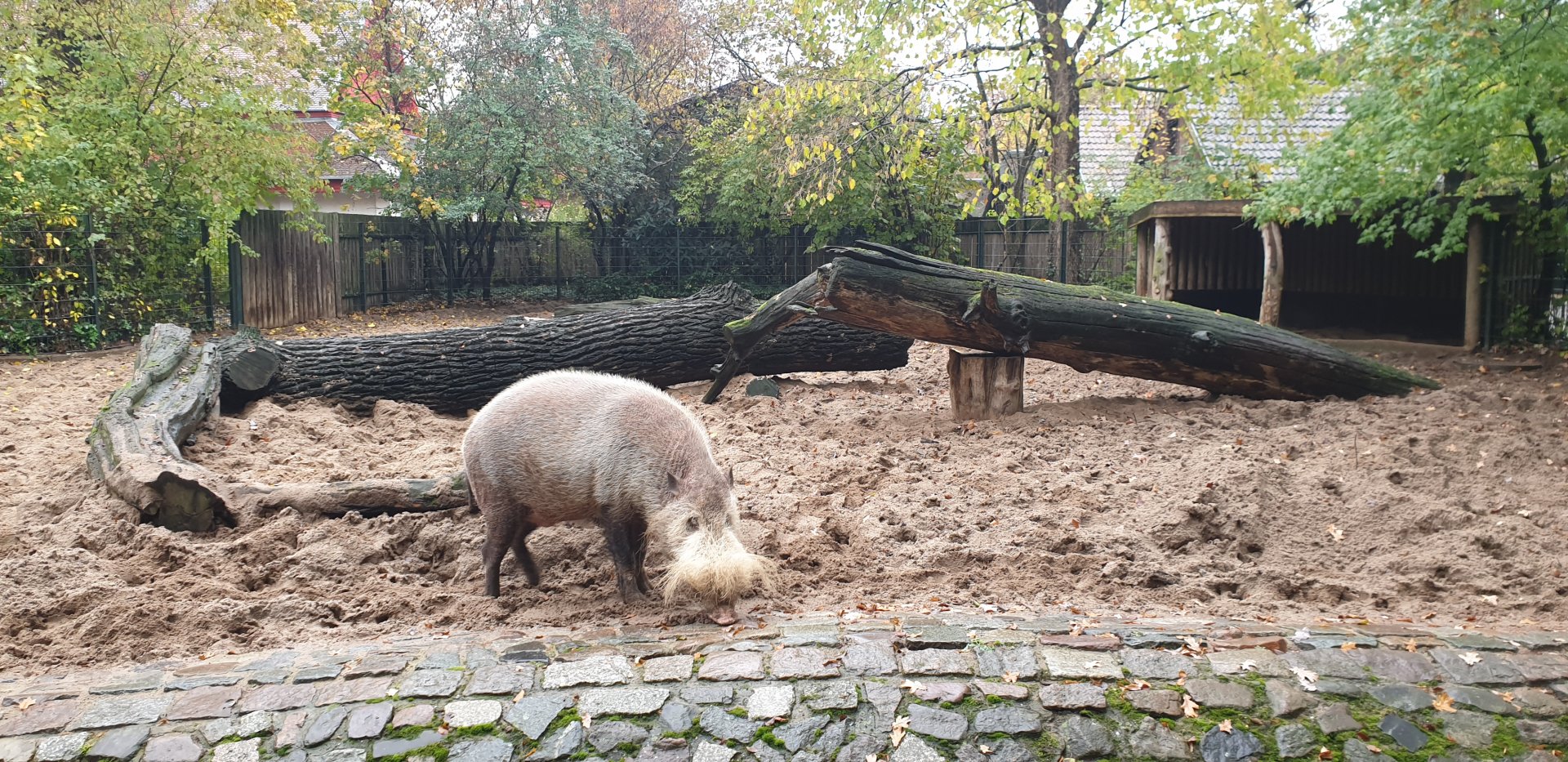 Bornean bearded pig