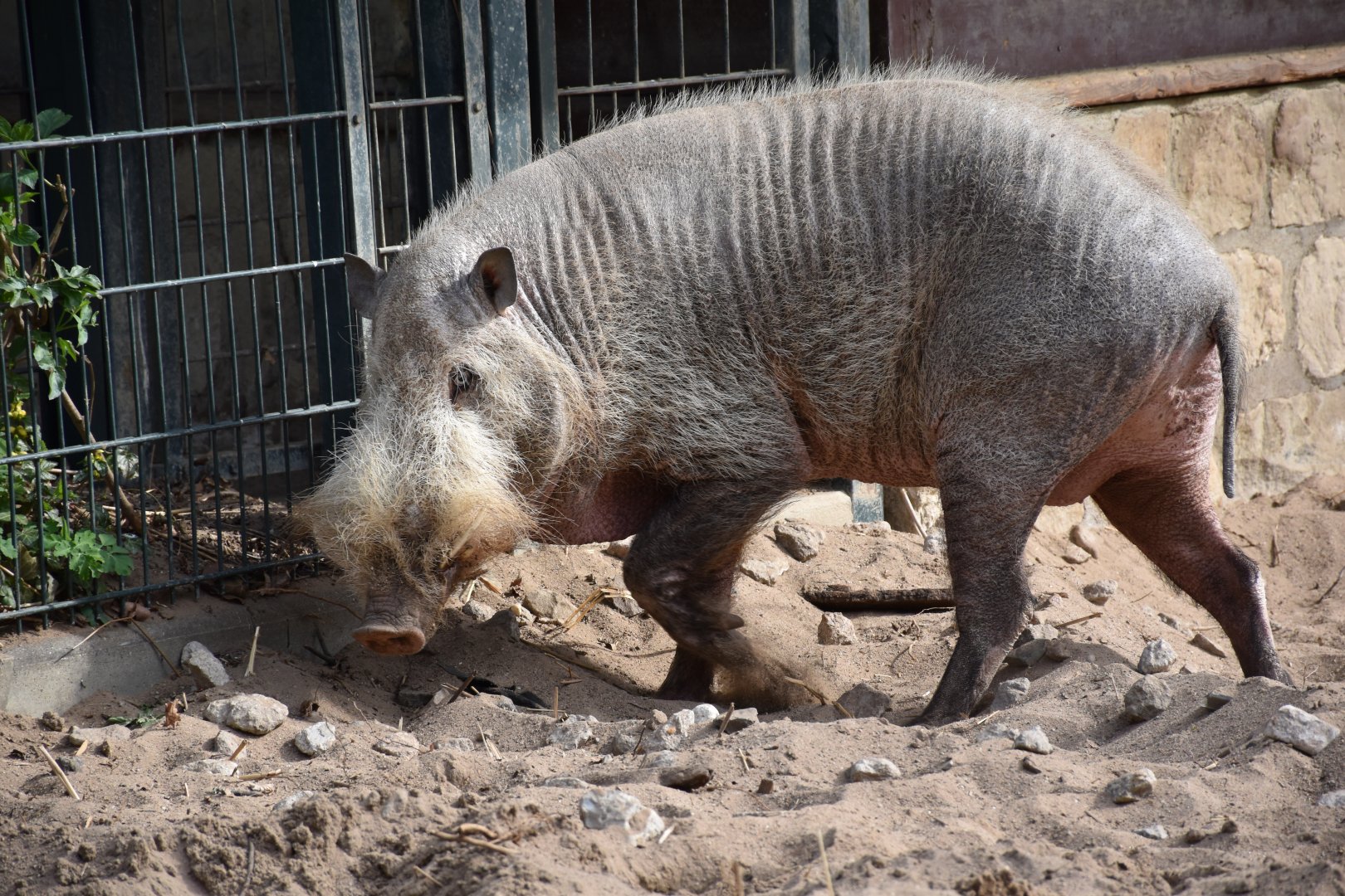 Bornean bearded pig