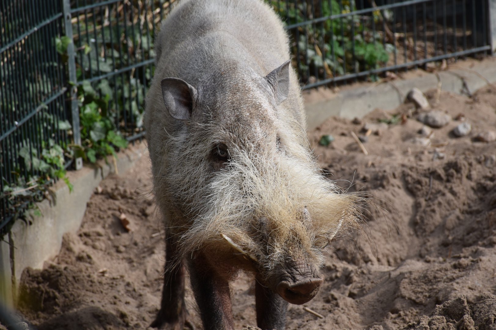 Bornean bearded pig