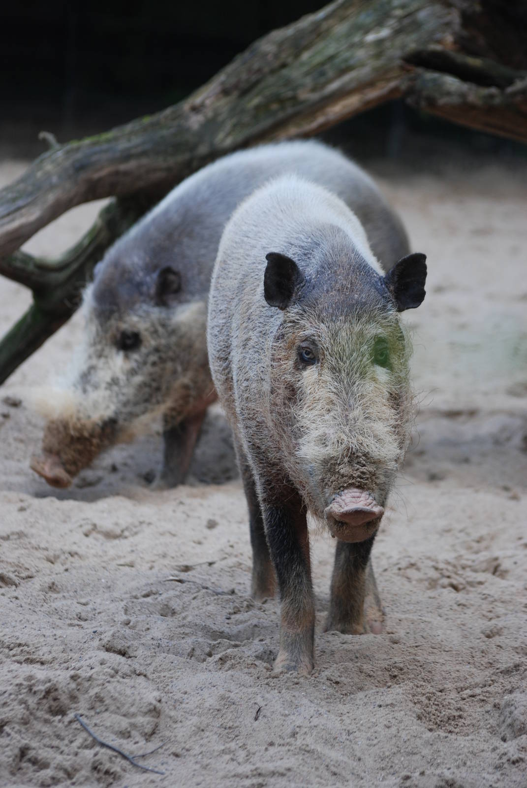 Bornean Bearded Pigs at Berlin Zoo, 31/08/11