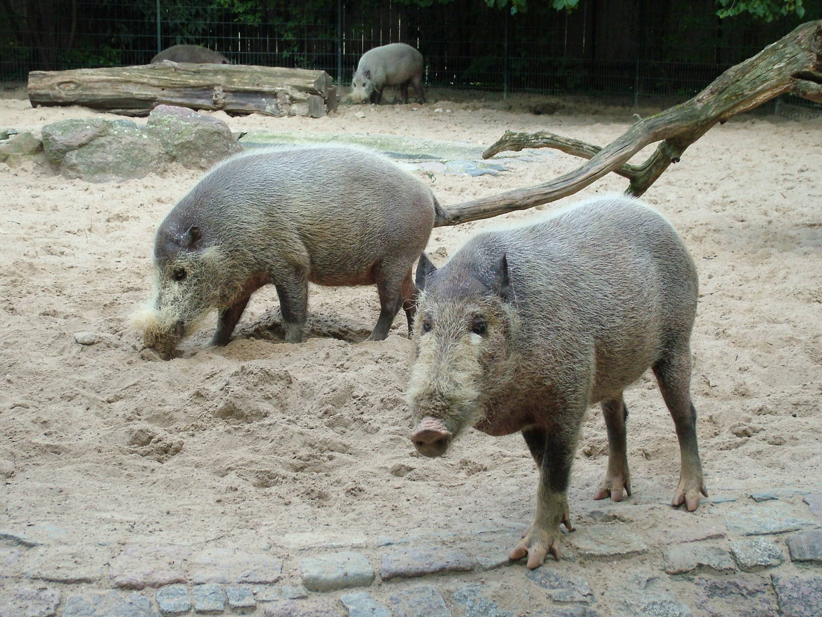 Bornean Bearded Pigs at Berlin Zoo, 31/08/11