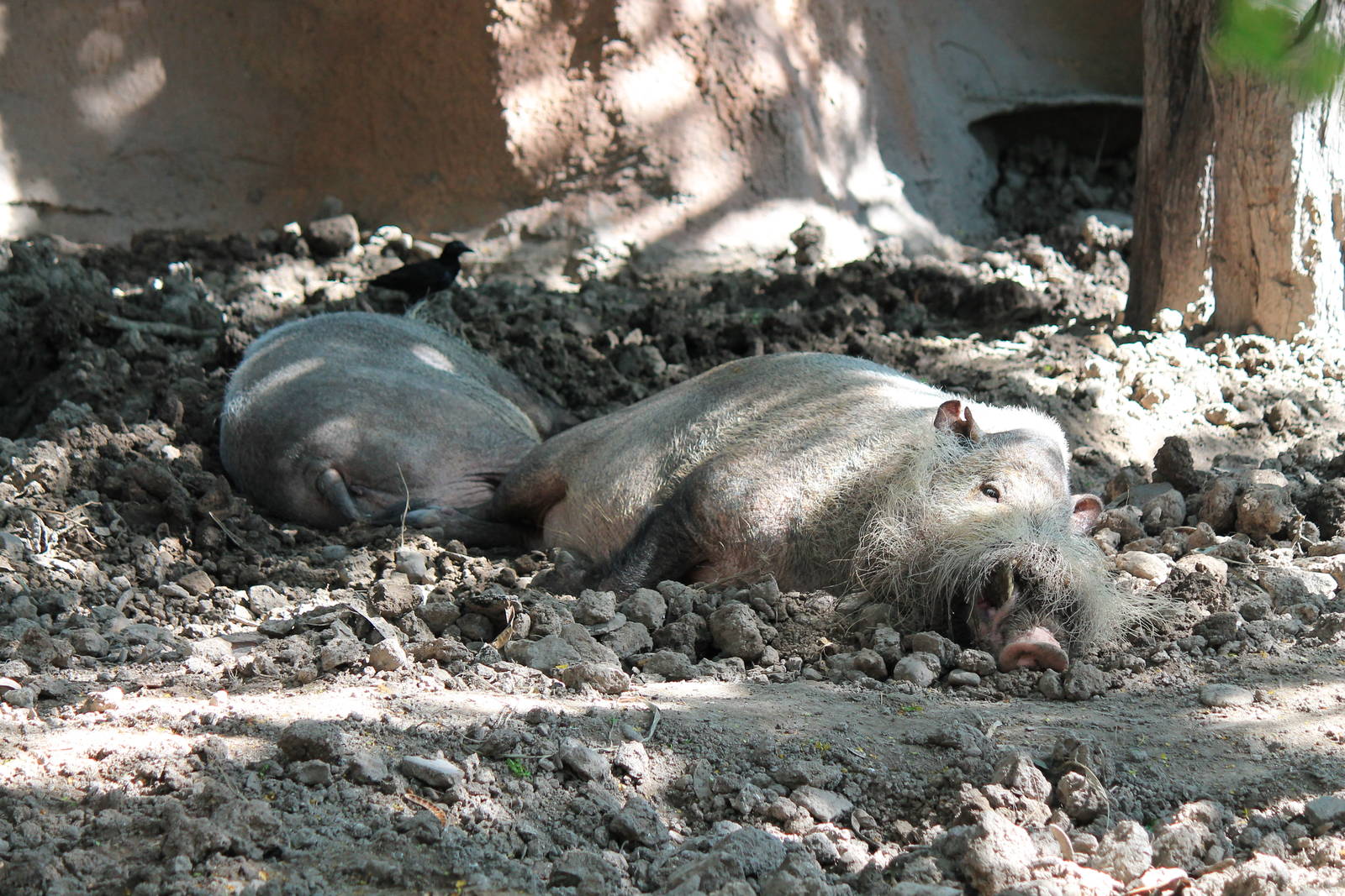 Bornean Bearded Pigs
