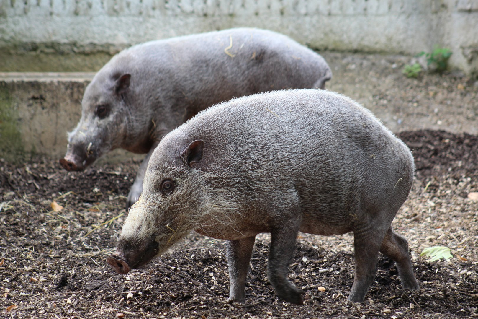Bornean Bearded Pigs