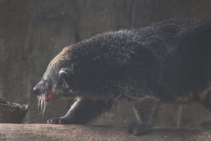 Bornean binturong (Arctictis binturong pageli)