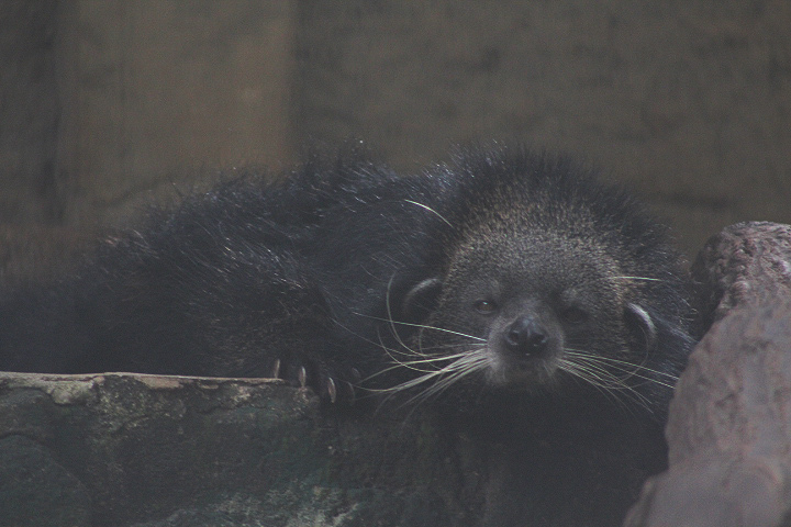Bornean binturong (Arctictis binturong pageli)