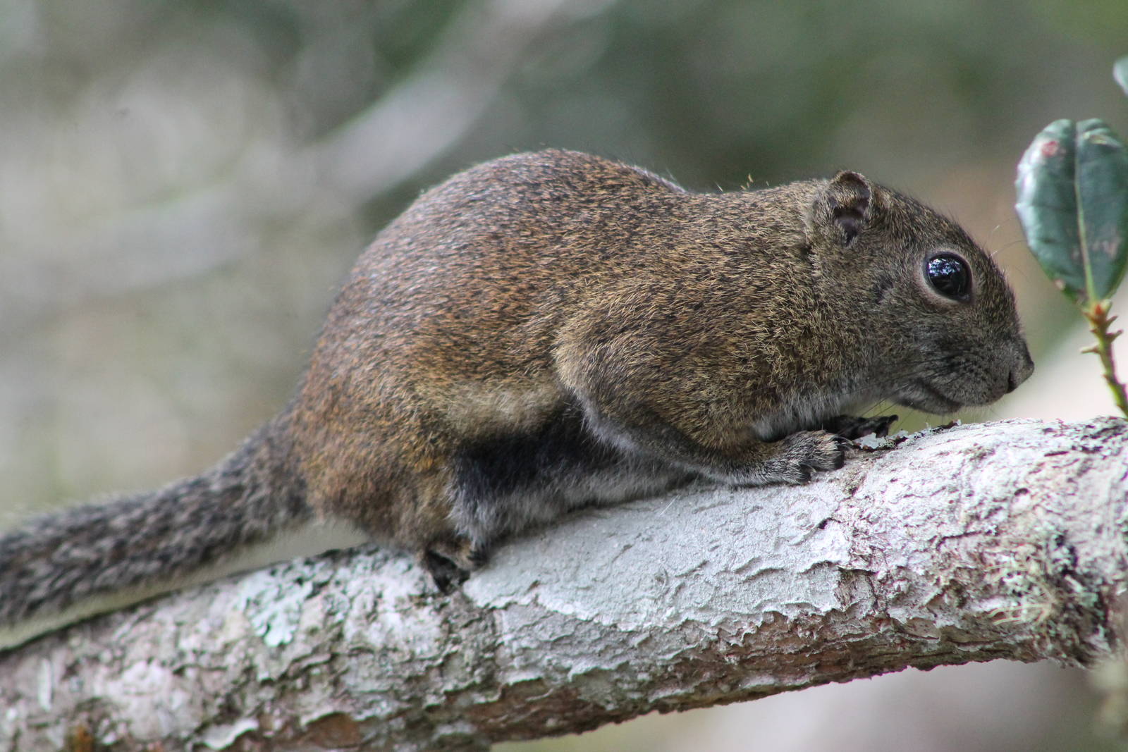 Bornean Black-banded Squirrel (Callosciurus orestes)